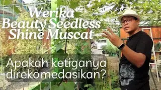 Anggur Varitas Baru: Werika & Beauty Seedless Dari Thailand, Lanjut Review Shine Muscat Dari 3 Pohon