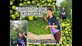 Namitas ako ng Kalamansi at Rambutan😱