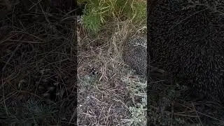 Ёжик и котя.