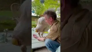 Why farmers catching ostrich eggs?