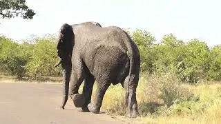 Beautiful Muddy Elephant Bull Walking