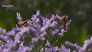 oranje soldaatjes in roze lamsoor