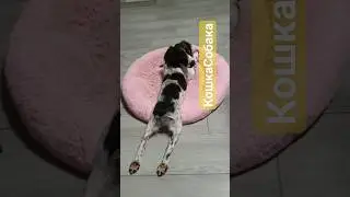 ASMR КошкаСобака Lucky #собаки #собака #асмр