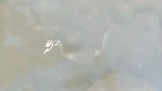 Mr Crab ready to fight