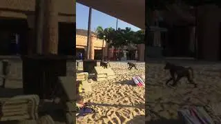 Сан Сити ЮАР #приколы #юмор