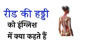 रीड की हड्डी को इंग्लिश में | #Vocabulary #English #viral #ytshorts #shorts #letpractix 