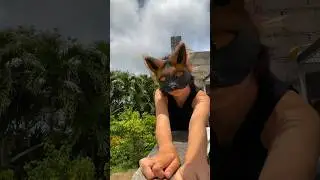 Fox up on the garden wall! 🐾☘️ #therian #fox #quadrobics #alterhuman