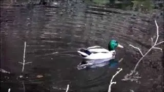 Einsame Ente auf dem Waldteich(Schloss Landsberg)