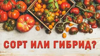 Что лучше: сорта или гибриды F1?