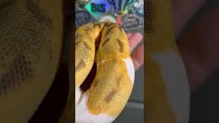 Orange Dream Enchi Pied Ball Python🔥🔥