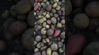 Копаю картошку. Начало😂