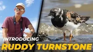 Stalking Ruddy Turnstone | Arenaria interpres