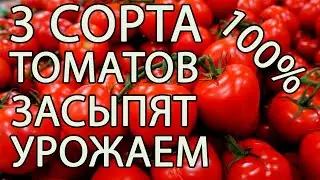 Эти Сорта Томатов ЗАВАЛЯТ УРОЖАЕМ В 2022