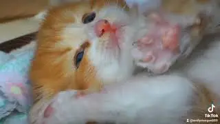 Dolcissimo cucciolo #love #kitten #cat #cats #catlover #catslove #catsoftiktok #catshorts #catvideos