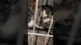 Спасли щенка и привезли домой