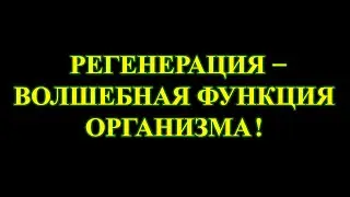 Регенерация — волшебная функция организма.
