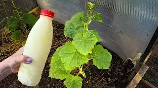 Give Cucumbers THIS urgently. Harvest until autumn is guaranteed. Only once in June under the bush