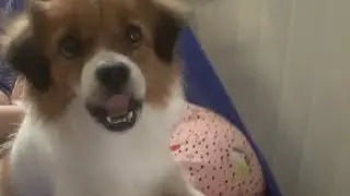 Chú chó bảo vệ người chị mà nó thương yêu nhất
