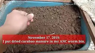 DRIED CARABAO MANURE IN MY WORM BIN | VERMICAST AS ORGANIC FERTILIZER