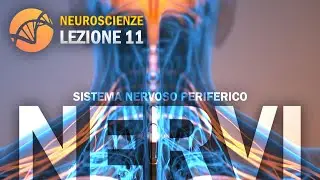 Nervi (Sistema Nervoso Periferico) | NEUROSCIENZE - lezione 11