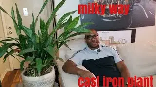 Milky Way Cast Iron Plant Care