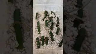 ❤❤❤Черенки Монстеры Манки за неделю в перлите🤪