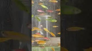 segerombol ikan glofish