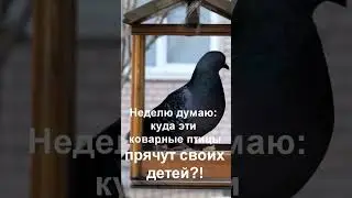 Анекдот про голубей 