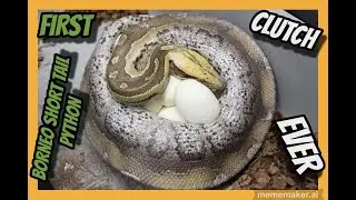 Blue Ghost x Blue Ghost Marble Borneo Short Tail Python Clutch!
