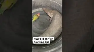 #monsterfishkeeper
