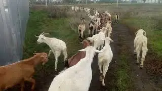 Орут и бодаются козы