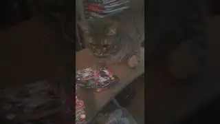 Играю карты с котом
