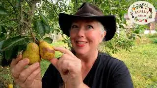 Raintree Nursery's Pear Growing Guide