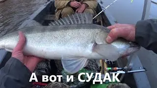 Perch on live bait, PERCH on knock, PERCH on trolling. IN SEARCH OF WALLEYE. Astrakhan history. 