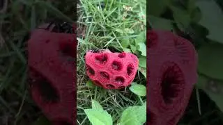 Clathrus Ruber aka John Crow Blow Nose
