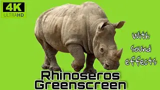 Rhino Green Screen 4k hd chroma 3d vfx man