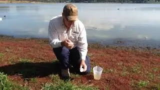 Apex park ammonia testing