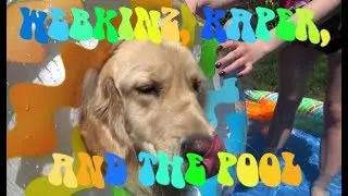 Webkinz, Kaper, and the Pool