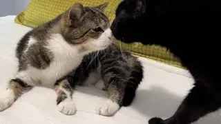 Peggy and Max love each other  😻