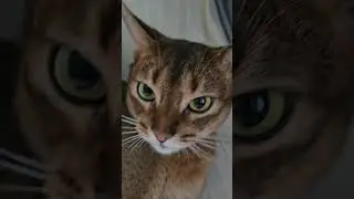 #shorts 🐈