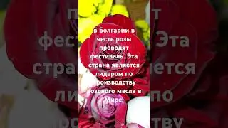 #розы #цветы #интереснознать