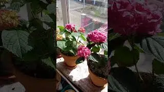 Контейнерное озеленение