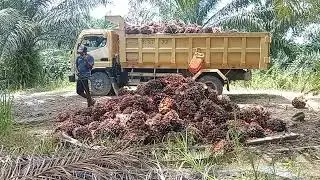 proses muat kelapa sawit