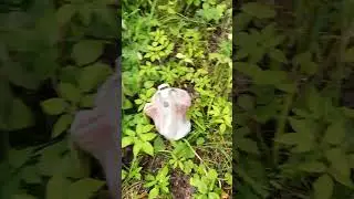 ✔🌳А вот и четвёртый🍄✔