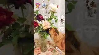 Девочкам цветы 💕🤩💐 И неважно, что пришлось забраться на стол 🤣😂😅