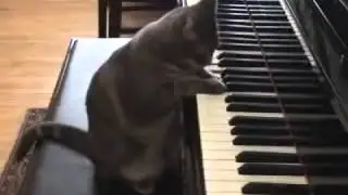 КОТ-ПИАНИСТ!))))))))))))))))))))