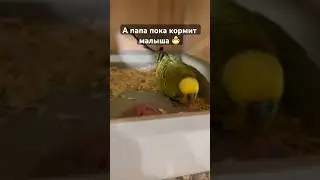 Папа кормит птенца 🐣👍