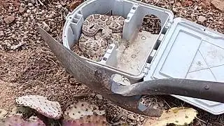 Rattlesnake crawls in to a pack rat trap and we move him away from the house   04132026