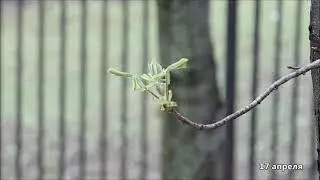Как растут листья на ветке каштана
