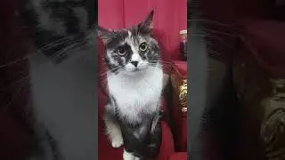 #catlover #catofyoutube #cat